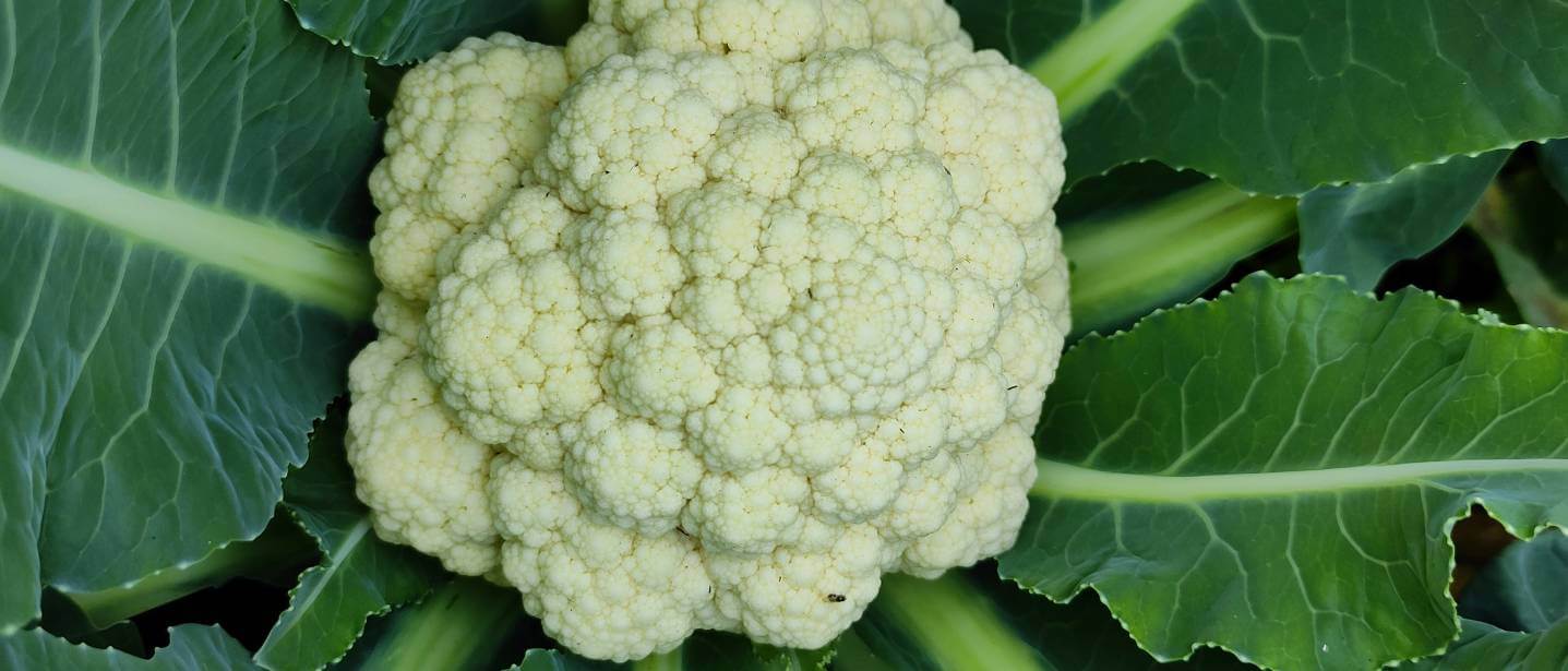 Cauliflower growing, a small head of white cauliflower surrounded by large green leaves.