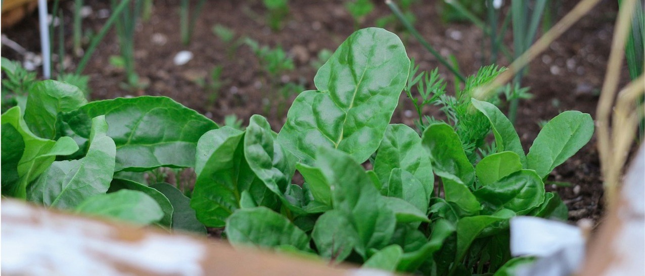 Green spinach growing in a wooden planter.